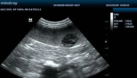 Клинические изображения УЗИ аппарат Mindray DP-30 Vet портативный ветеринарный